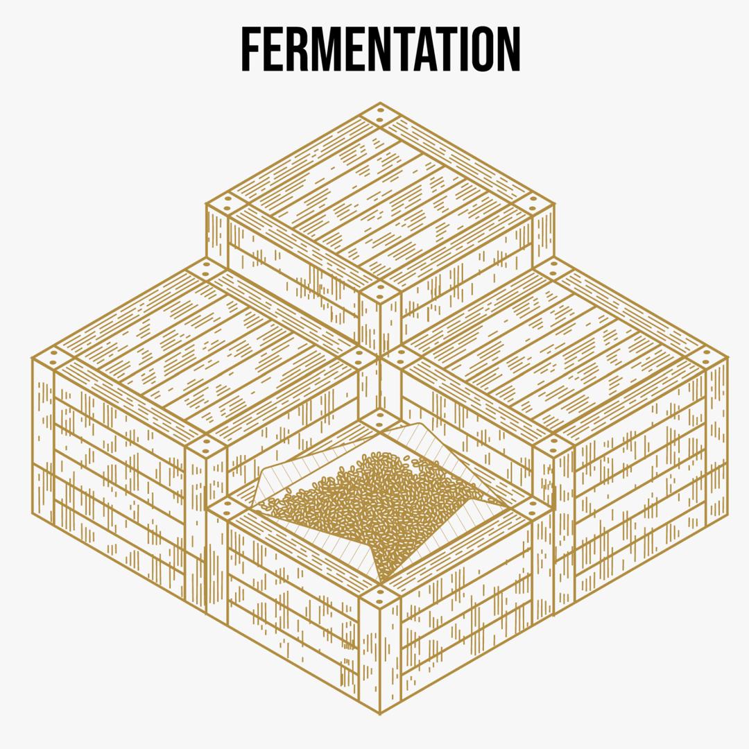 ➁ Fermentation