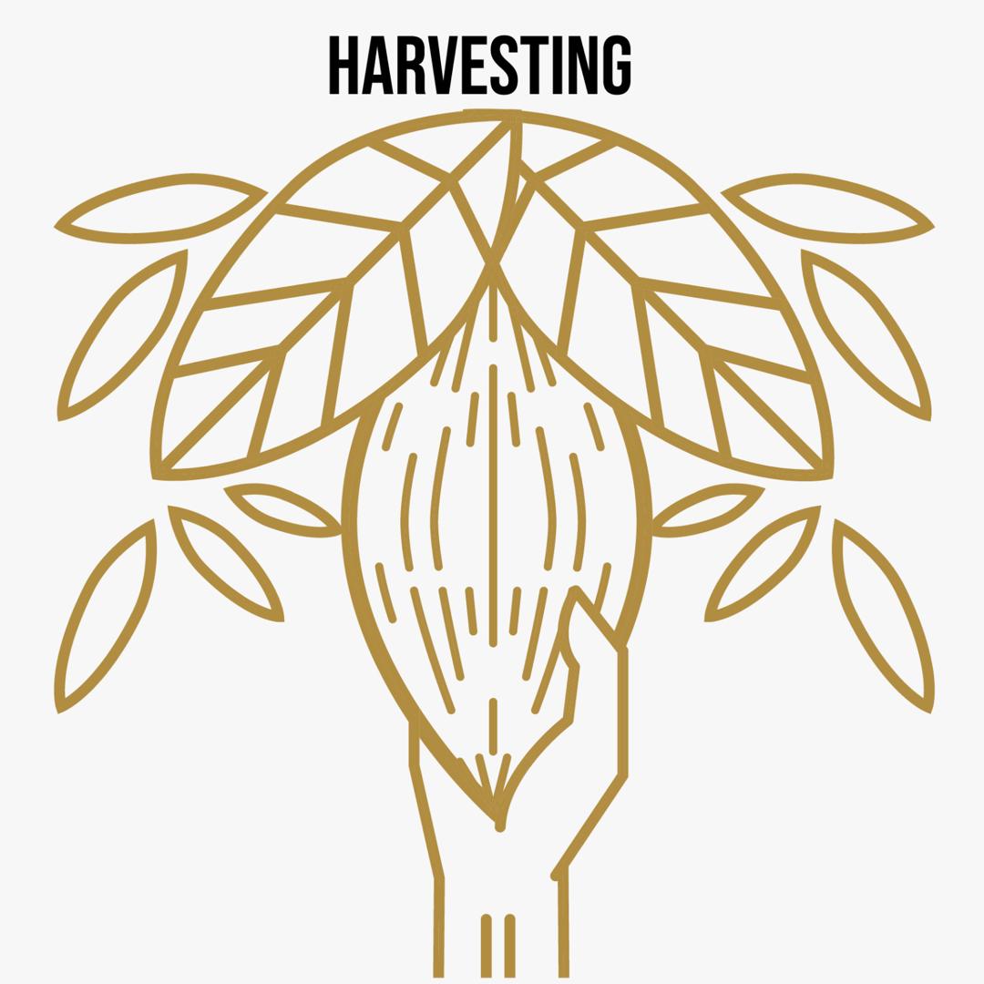 ➀ Harvesting